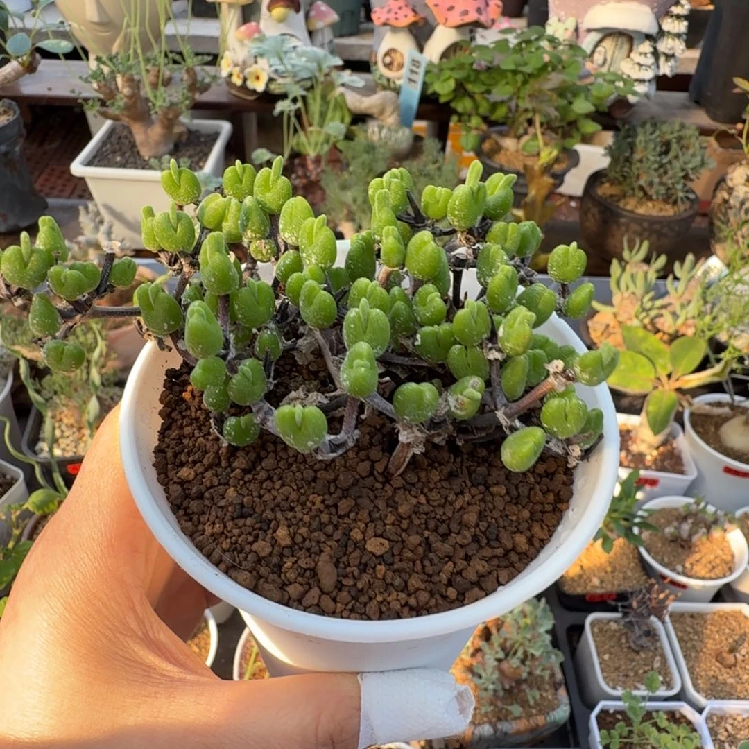 冰糕兔子017仙人掌