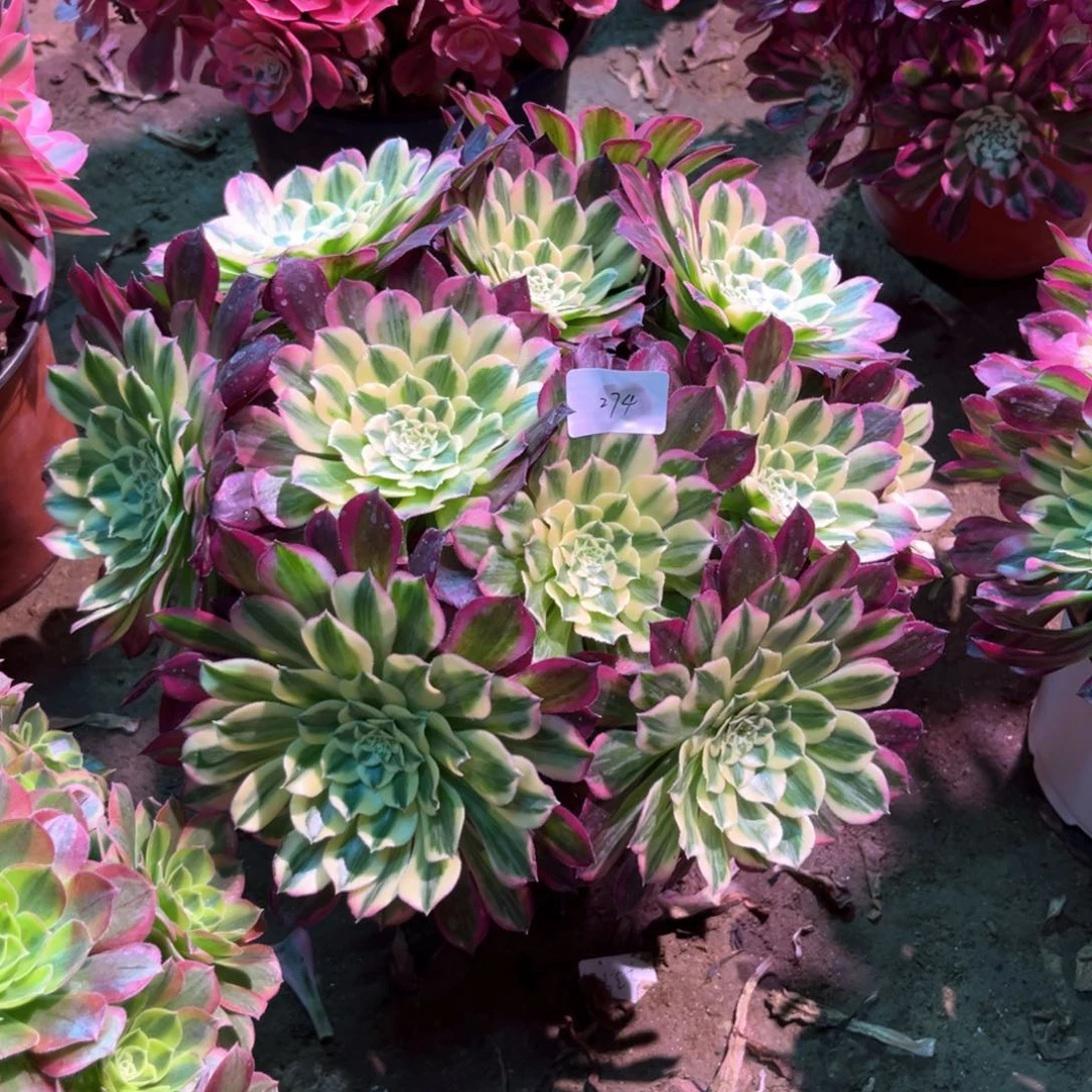 多肉植物天和274