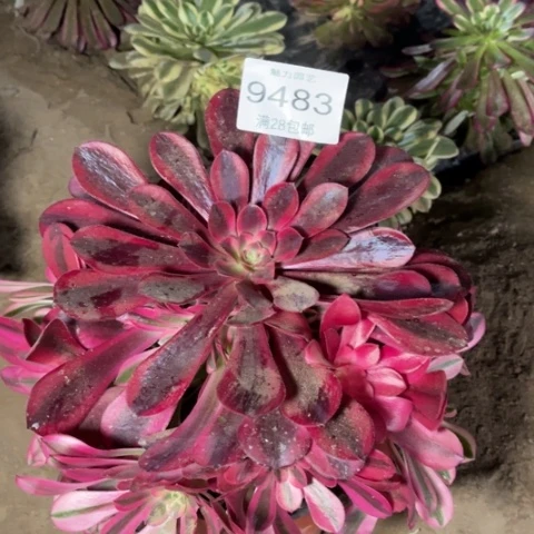 美杜莎多肉多肉9483