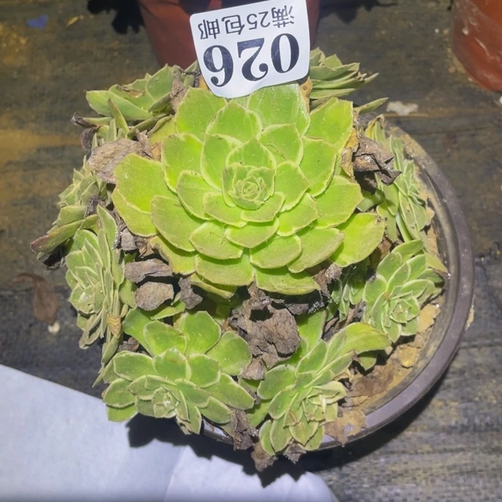 万花筒多肉植物026
