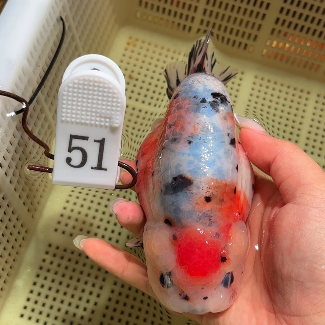 金鱼不拍包装运费到付，拍包装包邮