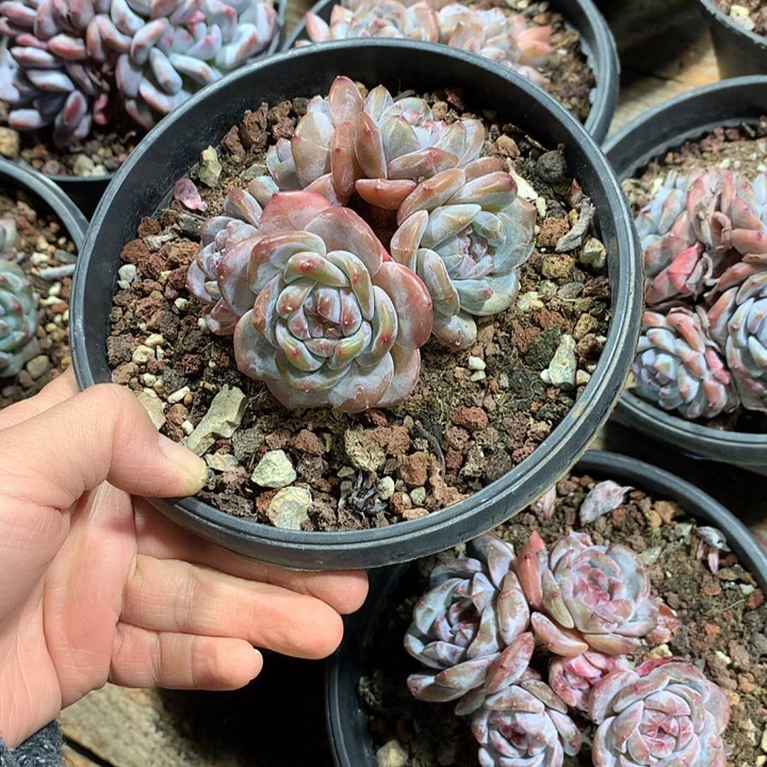 无砍哈哈哈哈哈哈哈26