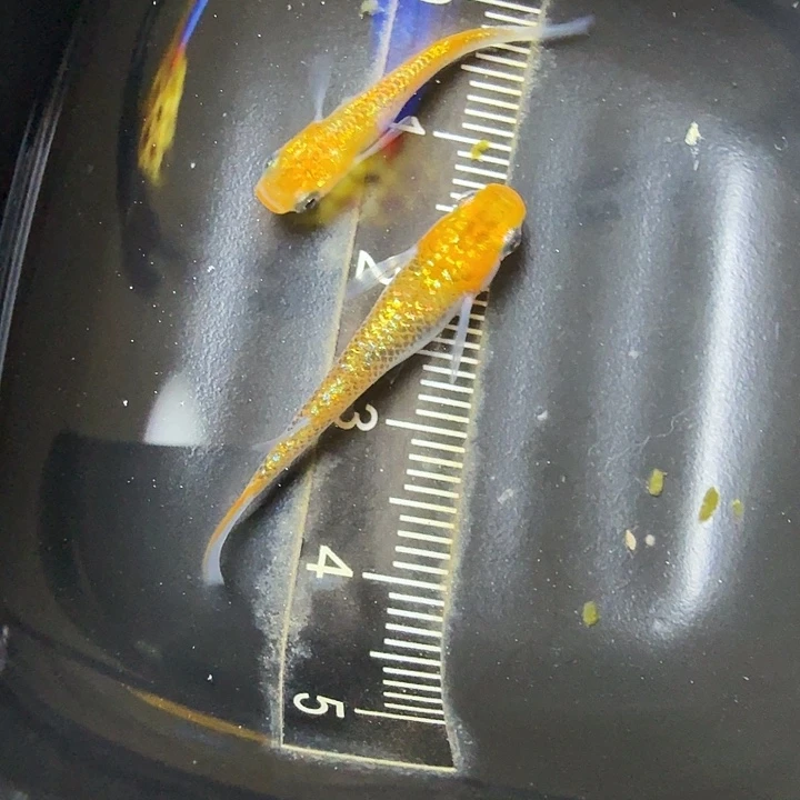 青鳉鱼77号拍品一物一拍