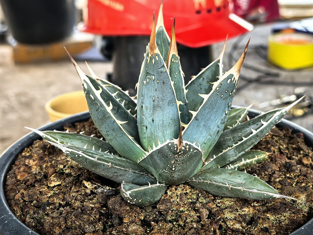 龙舌兰蓝白皮背刺帝释天