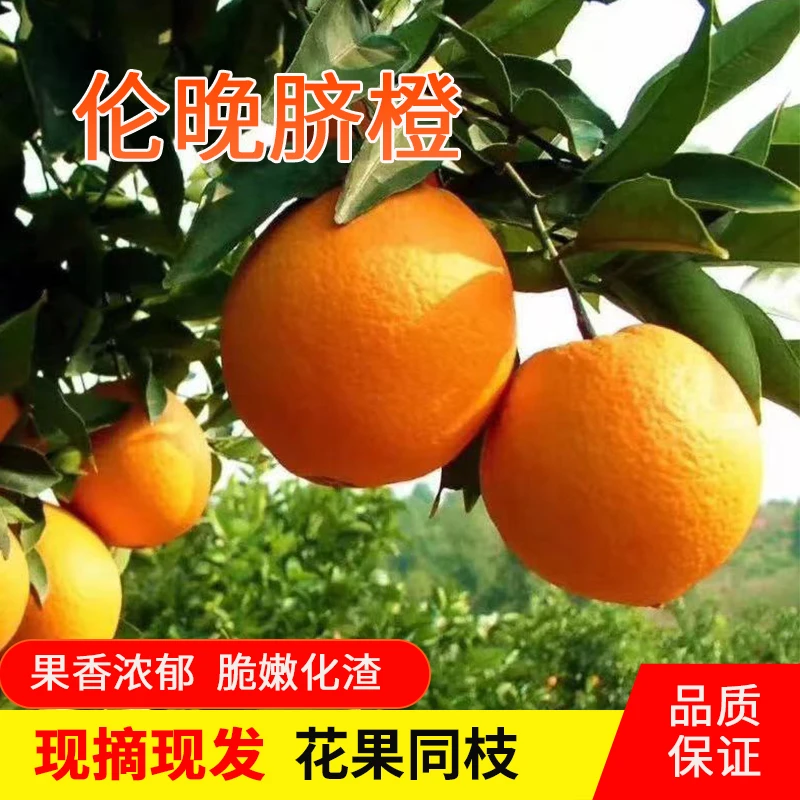 正宗湖北秭归伦晚脐橙爆甜应季新鲜果园直发水果香甜多汁
