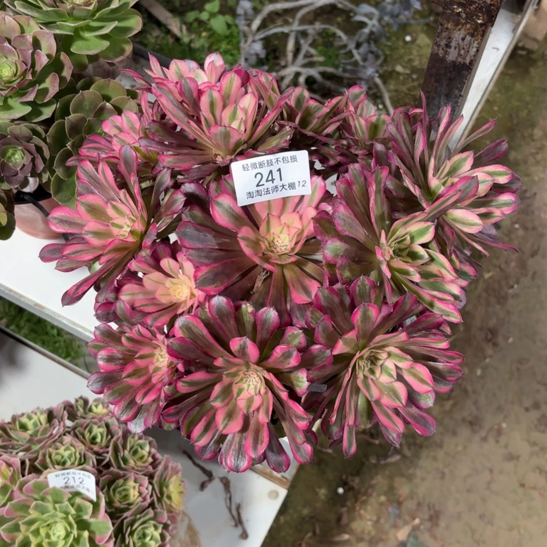 241红铜壶超白多肉植物