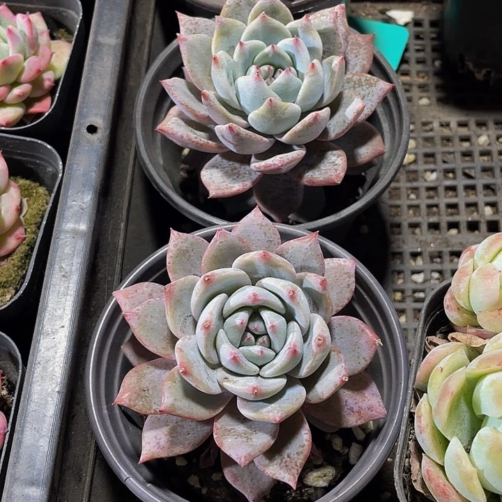 90盆粉蓝鸟带盆土发