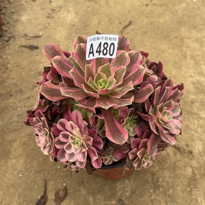 美杜……多肉植物……