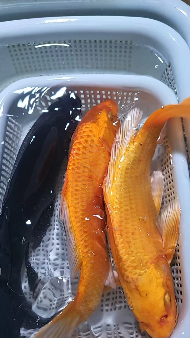 18-20cm 2黄1黑  新手好养耐活 观赏鱼