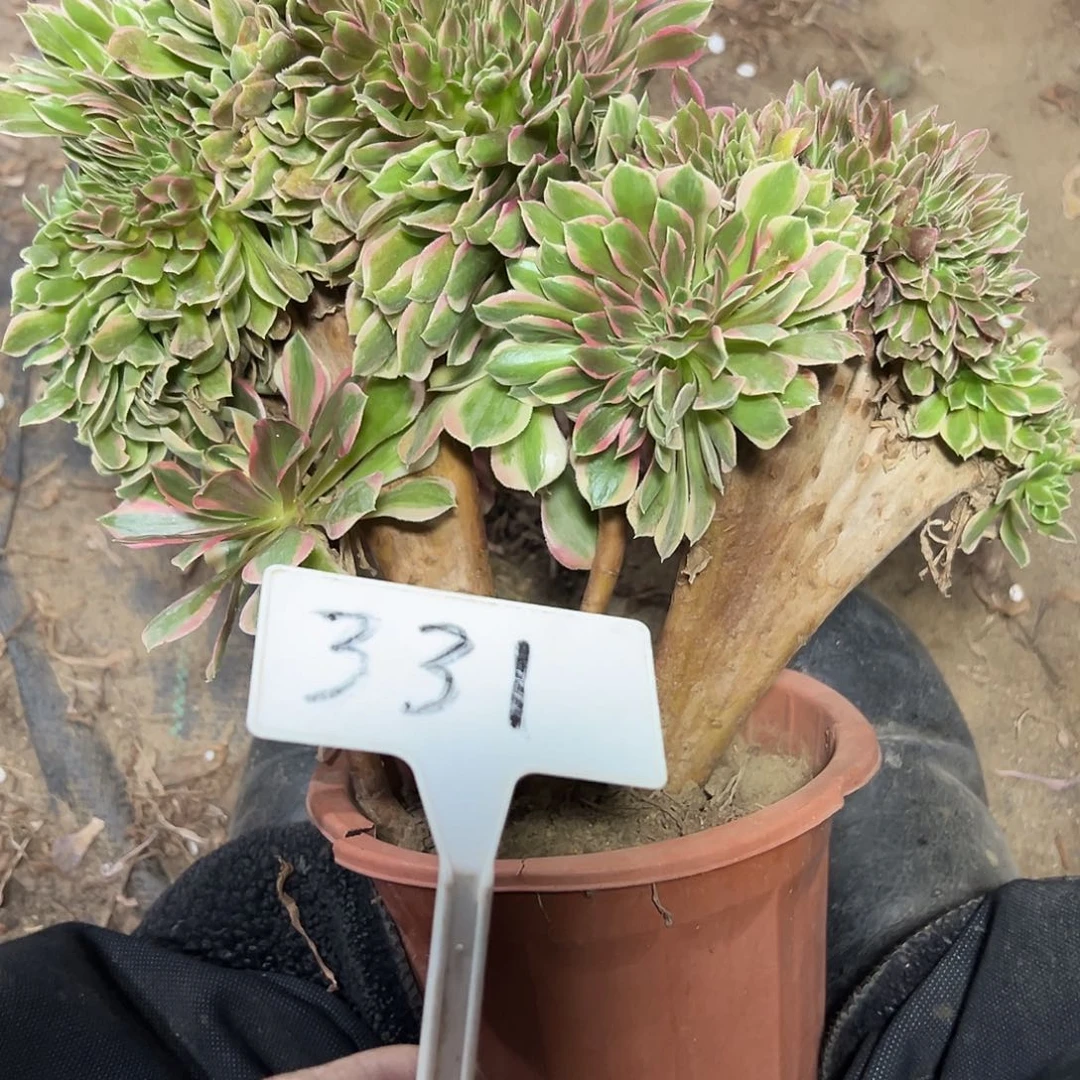 云***多肉植物女神缀花331