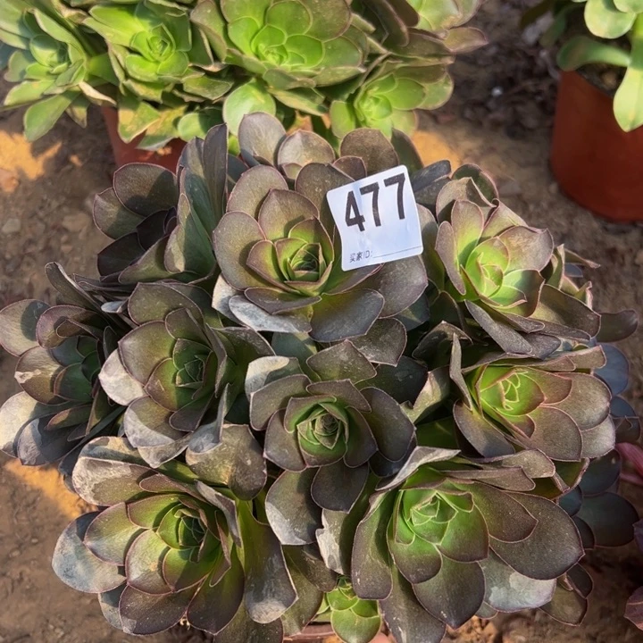 魅金玫瑰多肉植物477