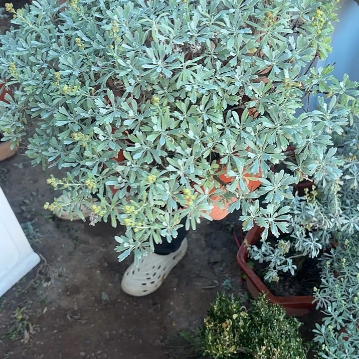 *****无花朵带土球发货