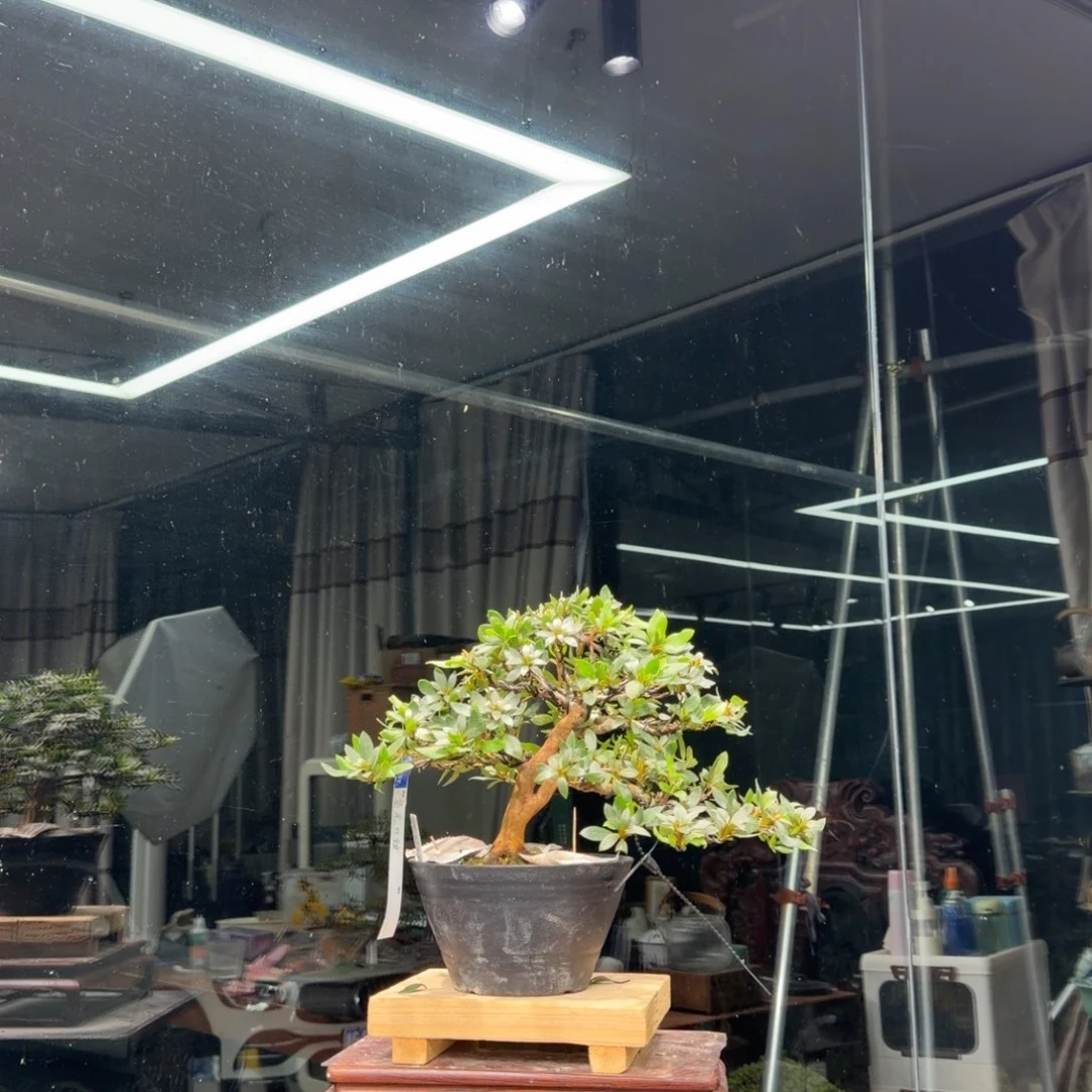 雨***记无花朵花卉苗木花卉苗木花卉