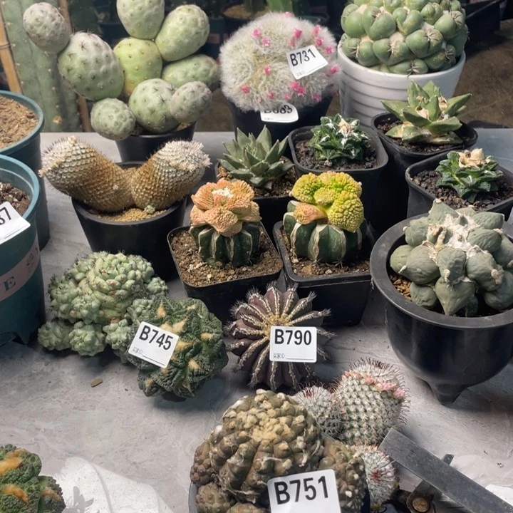 751息易皮仙人球一个