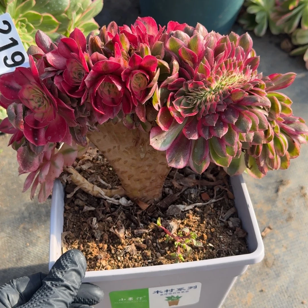 219倾城朵朵缀多肉植物