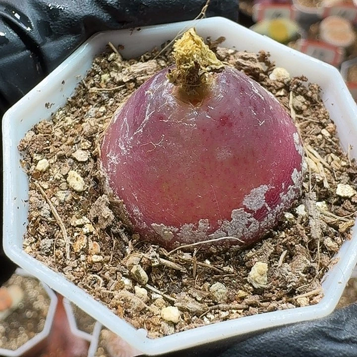 小*豹生石花111111。  209