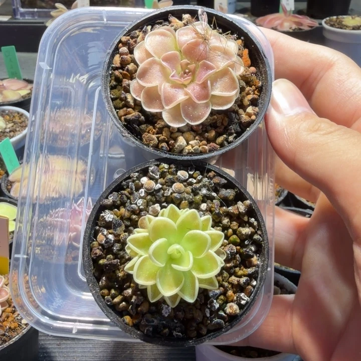 娇***卿无花朵捕虫堇食虫植物爱丝园弗脱土发2687