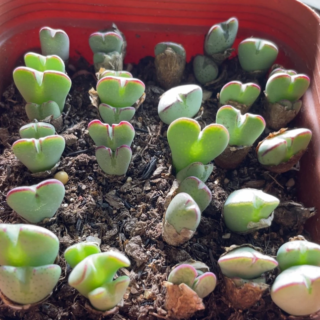 大盆特价一物一拍～8