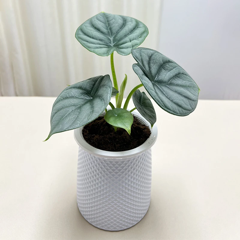 北欧风网红热植白犀牛海芋盆栽办公室内前台桌面耐摆好养观叶绿植