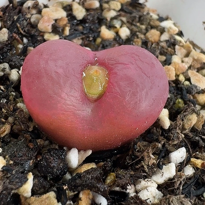 老马生石花2.2吕红236