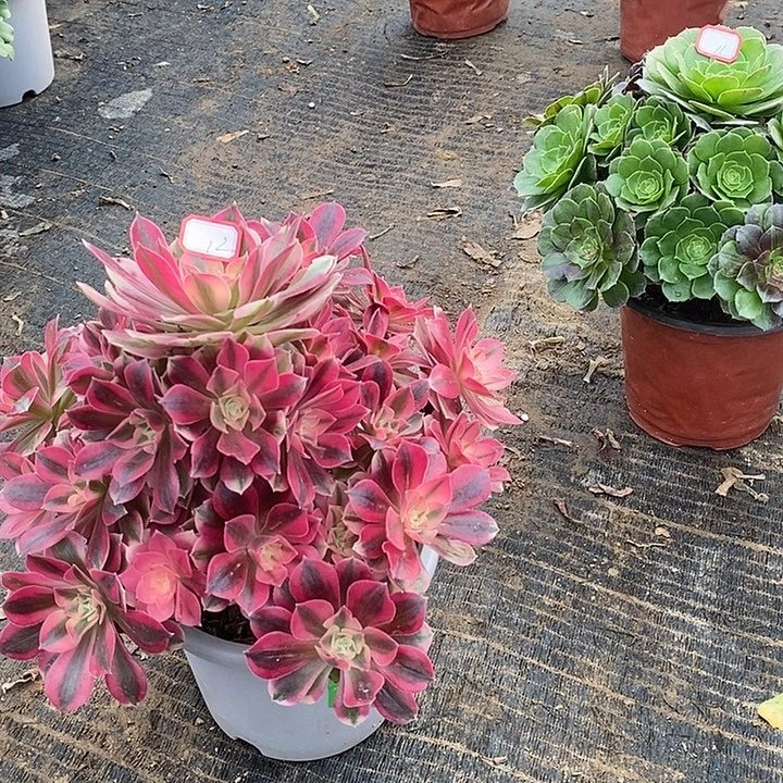 12，粉女巫多肉法师多肉法师