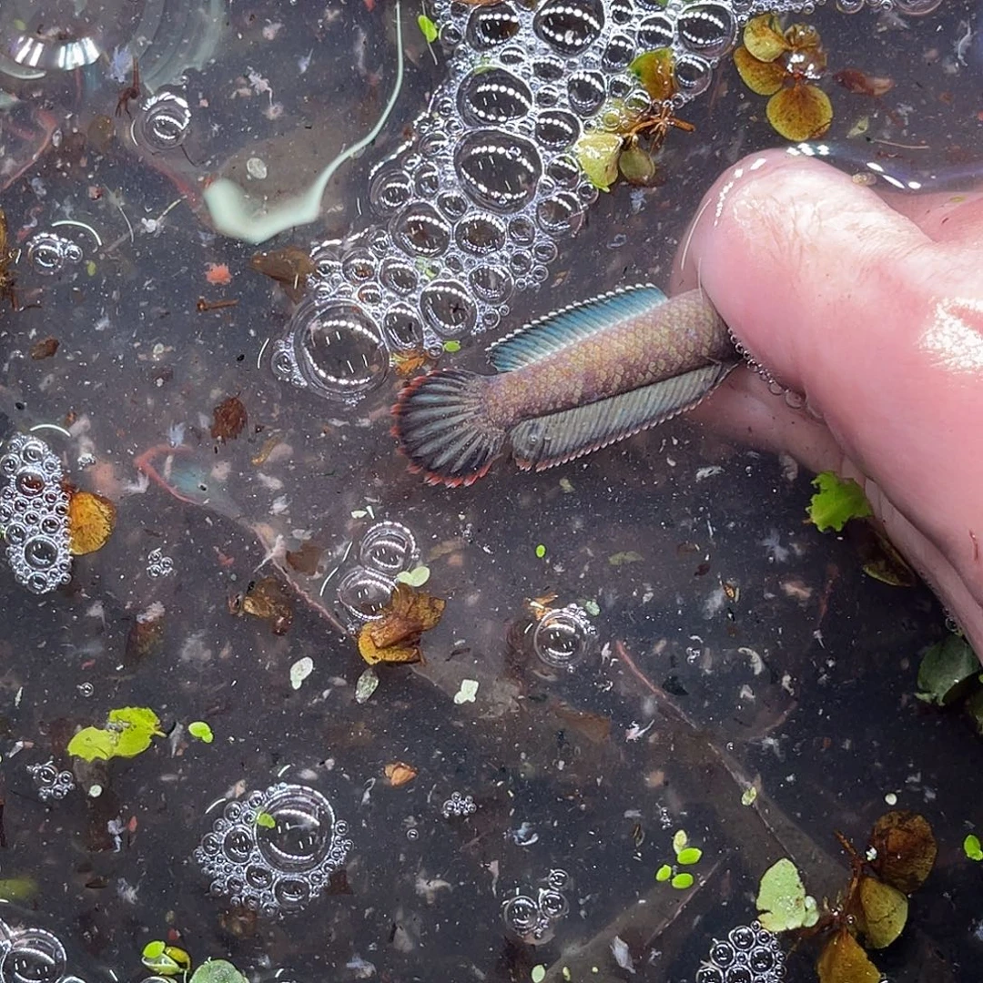 雷龙鱼13号！1111111111