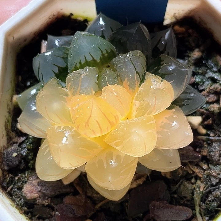 636水中月一物一拍
