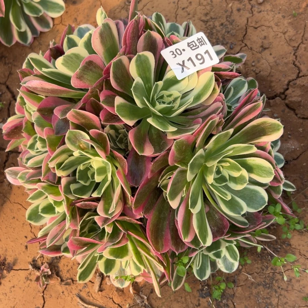 191白凤，多肉法师