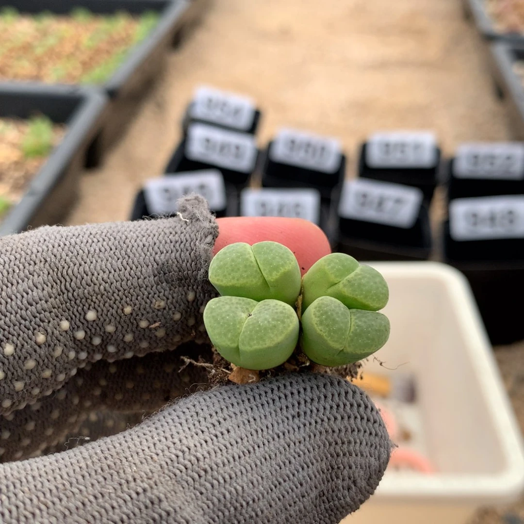 955风铃母本一颗