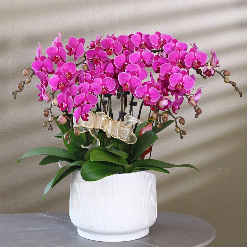 蝴蝶兰【福星】带花带盆组好伴手礼送礼茶桌婚礼客厅美化装饰