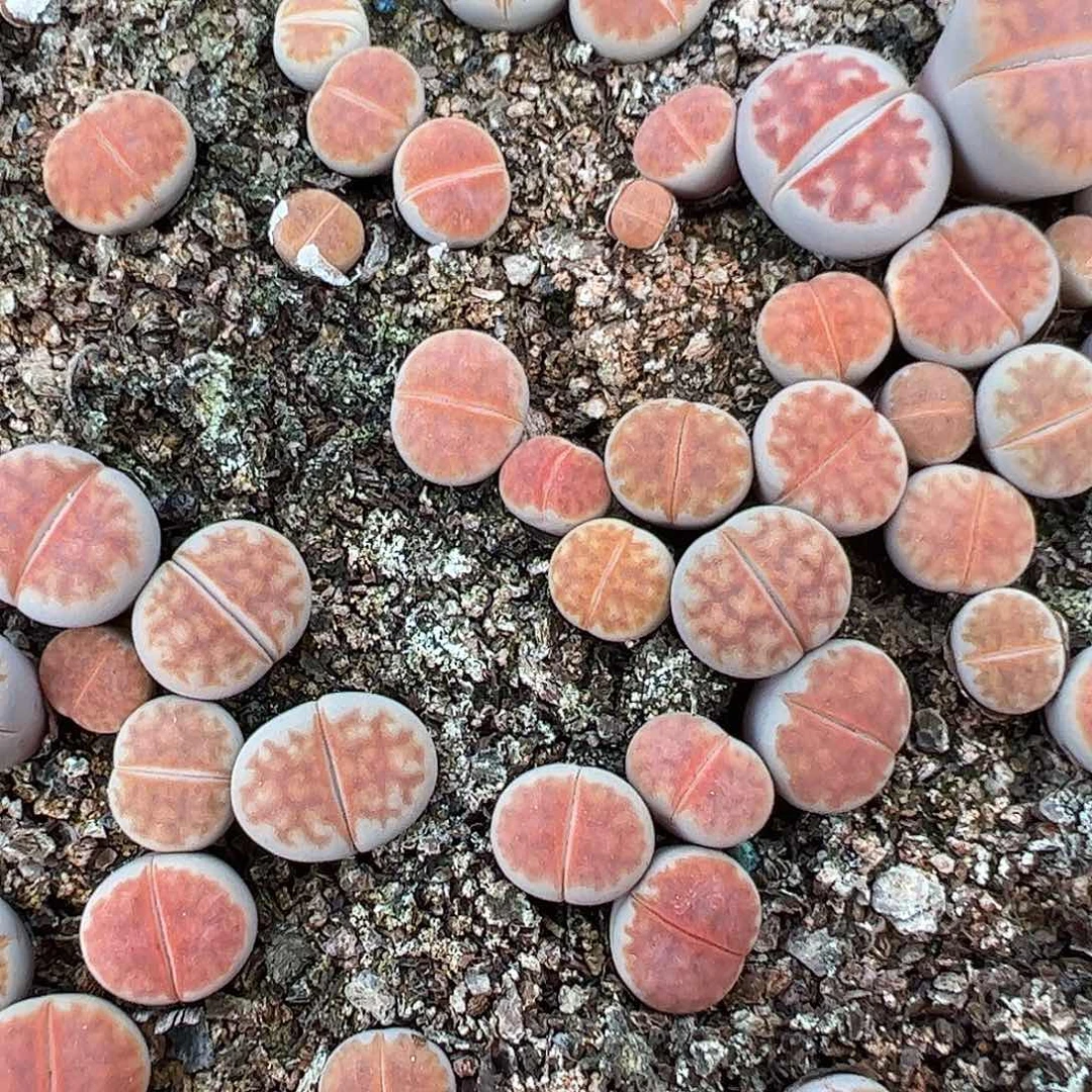 0000量拍冰橙3颗。