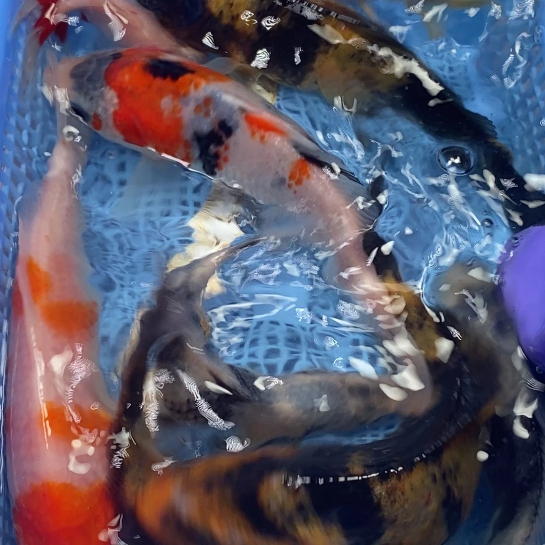 锦鲤冷水锦鲤包邮