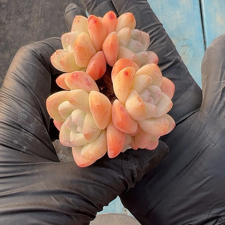 七头冰玉带盆发00000