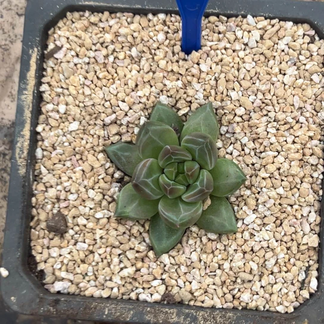 多肉植物优选美人164