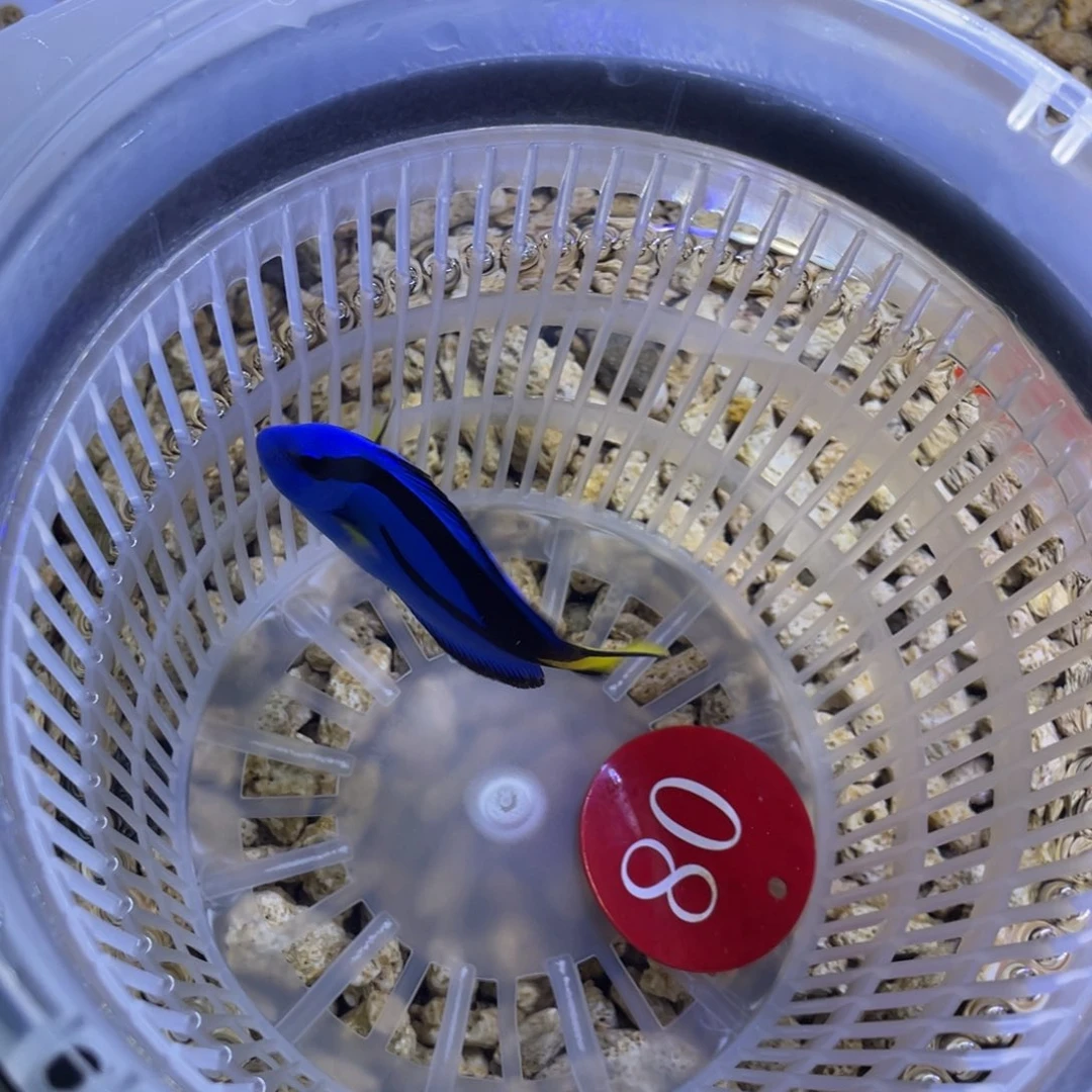 *****海水鱼蓝调一条顺丰包邮