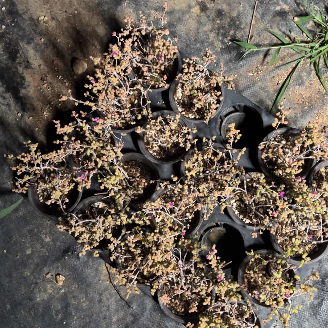 90杯糖球白虎斑锦露养老桩