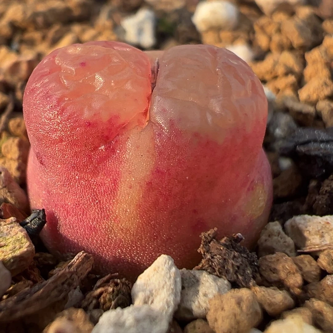 49多肉植物百科雪茄