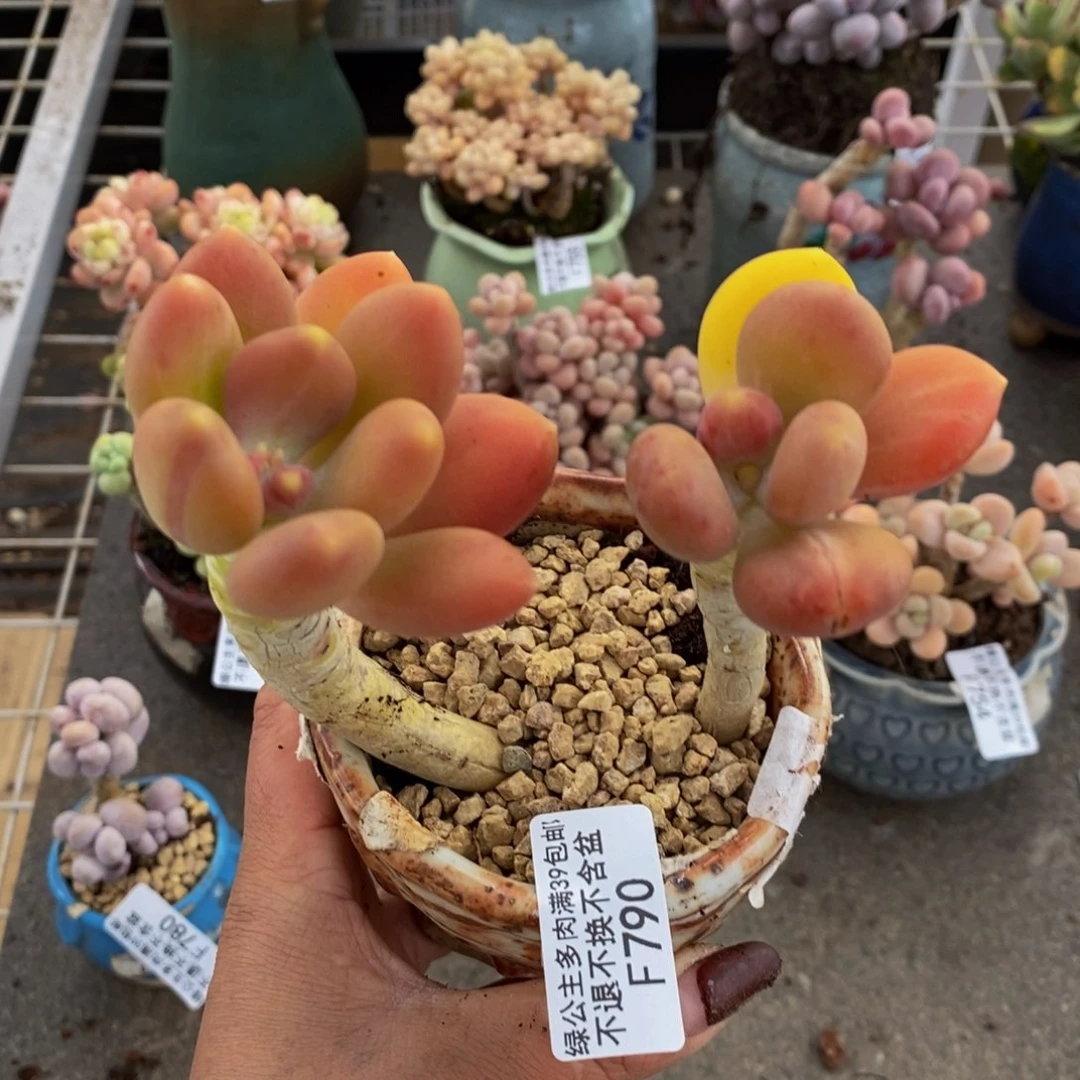 金蟾790/10c k的肉