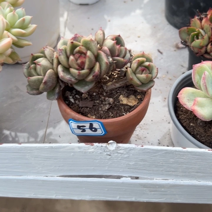 琳***琳一物一拍白玫瑰多肉56