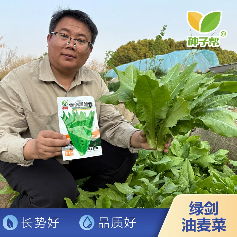 蔬菜种子大全四季蔬菜种籽耐热小白菜小青菜耐寒生菜爽口油麦菜