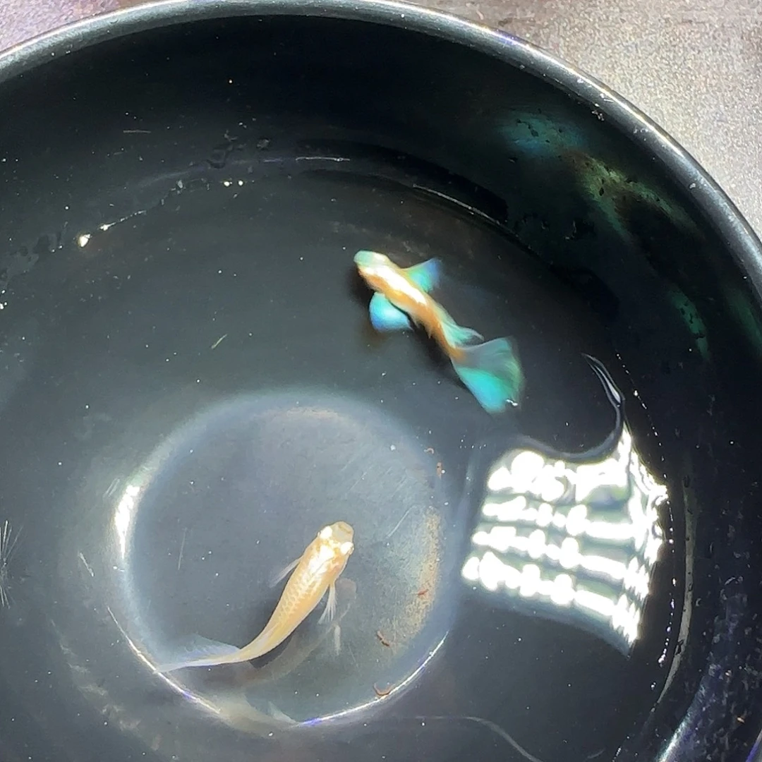 孔雀鱼蓝白飞船一对