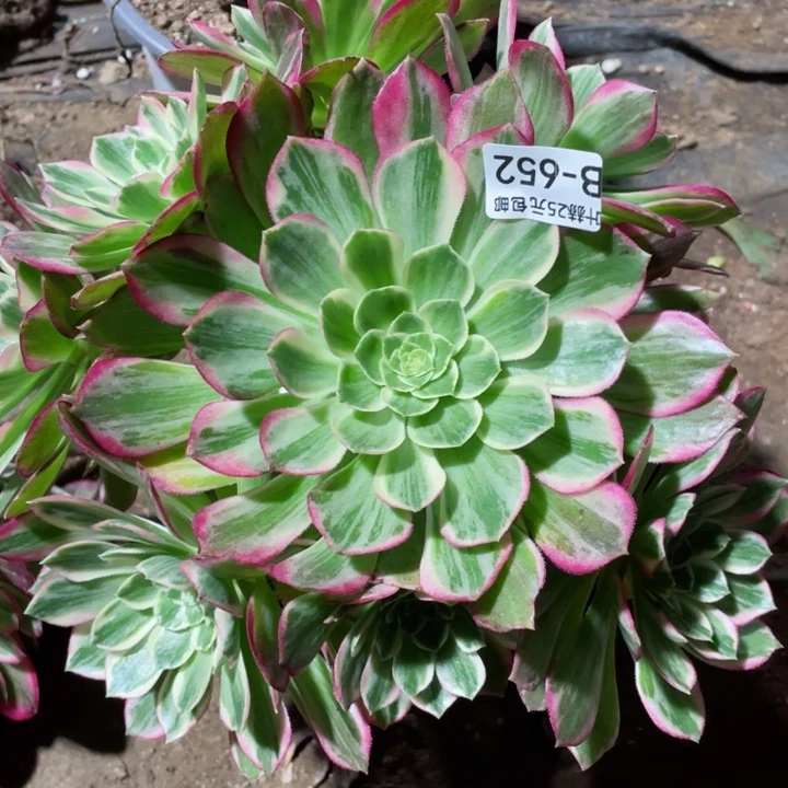 652万彩多肉145678