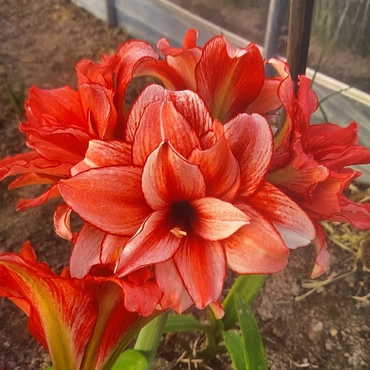 鬼魅5厘米朱顶红，