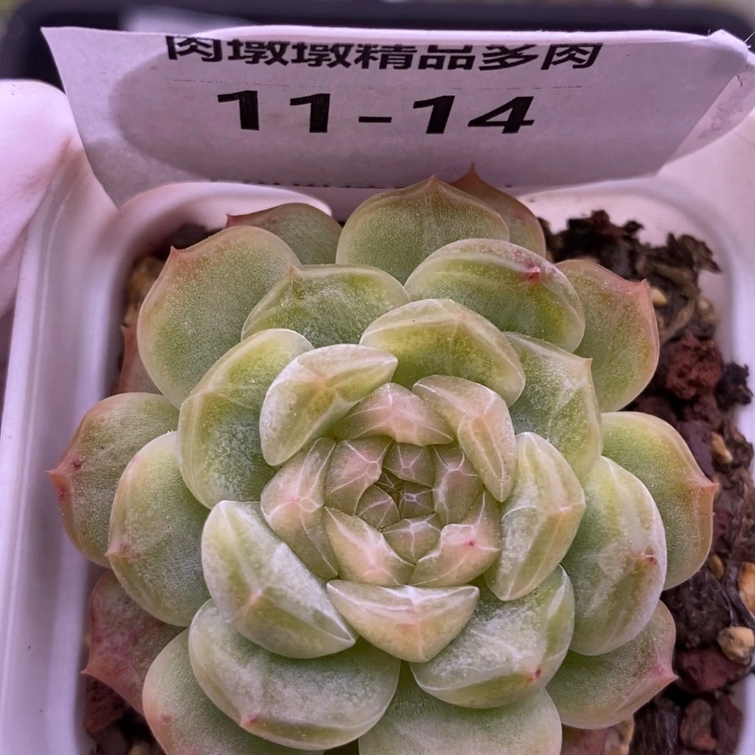 【闪购商品】11-14