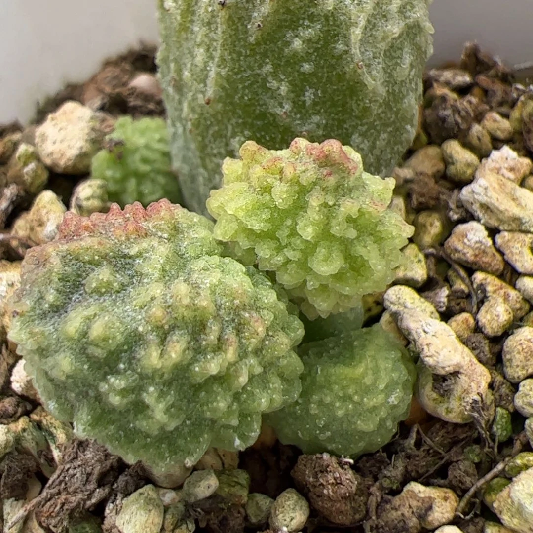 绿youling美系新品多肉植物