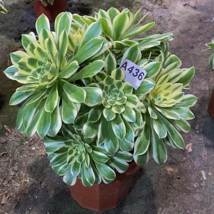 碧玉多肉植物436