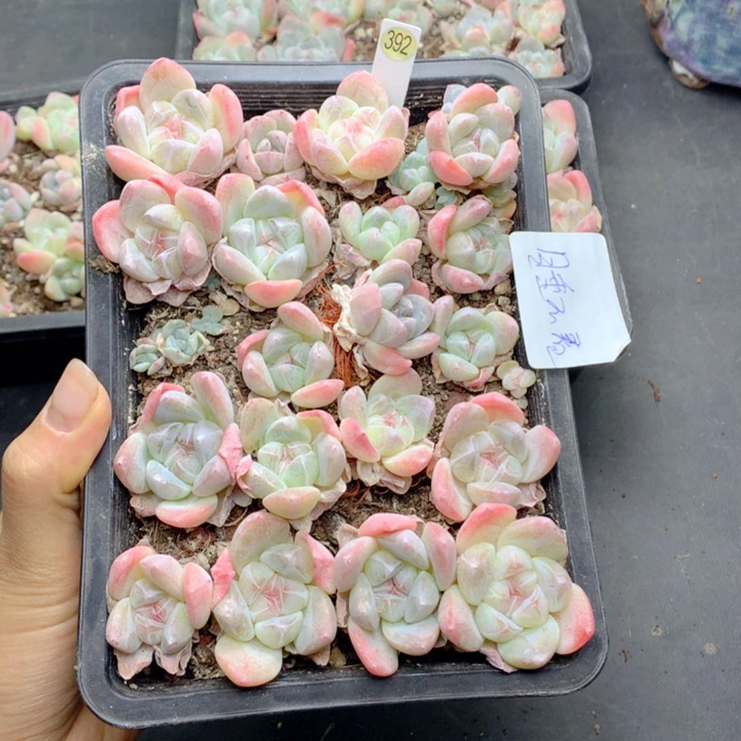 ?****着58包邮  群生不包整睡不着