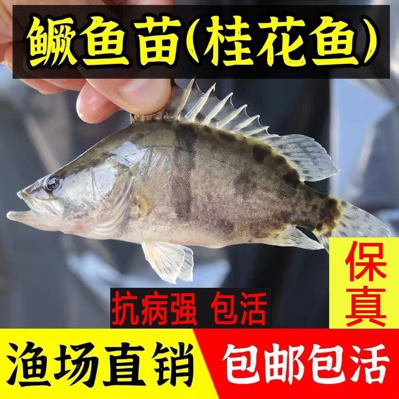 淡水养殖鳜鱼鱼苗翘嘴鳜大眼鳜观赏活鱼好养活淡水观赏群游鱼