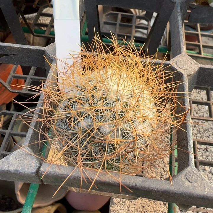 511实生根海泉多肉植物裸根发货