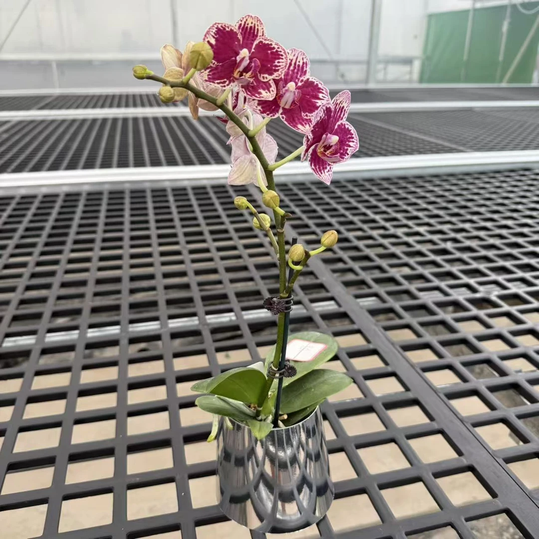 鲜花甄选【可乐】多苞红色金边蝴蝶兰室内花卉